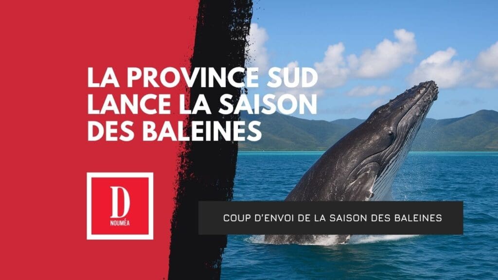 La province Sud lance la saison des baleines