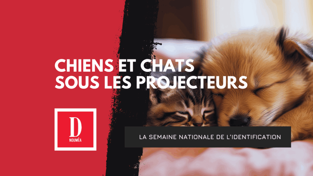 Chiens et chats sous les projecteurs