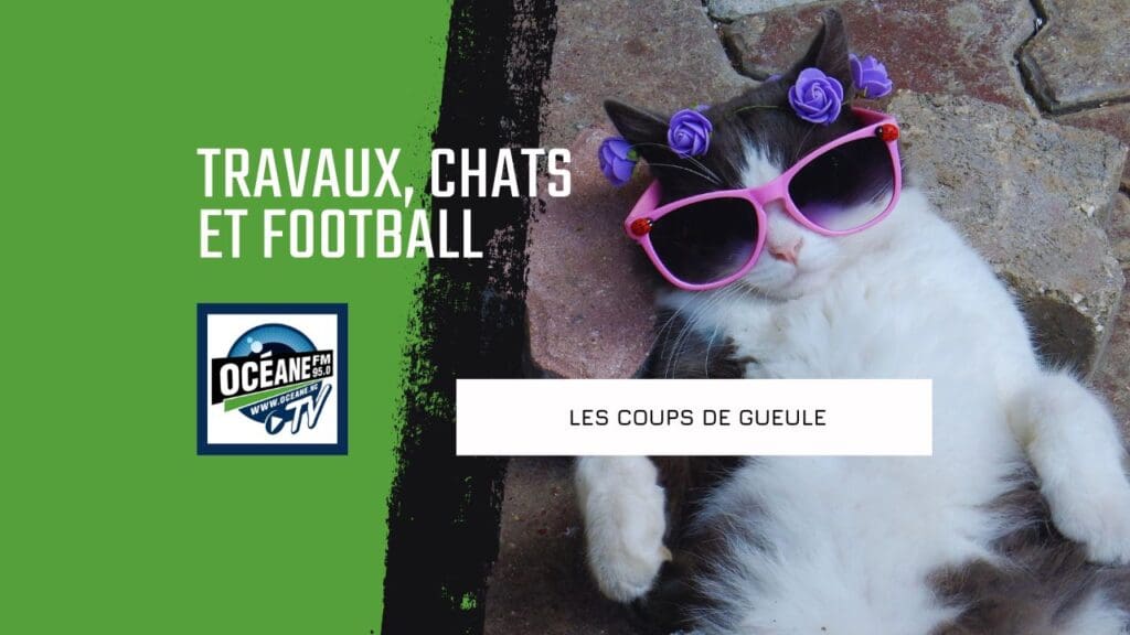 Travaux, chats et football