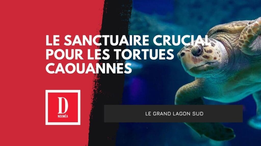 Le sanctuaire crucial pour les tortues Caouannes