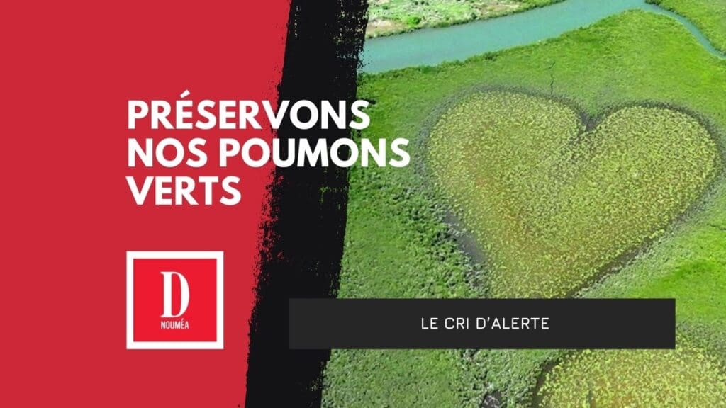Climat, pollution, béton : les mangroves à l’agonie