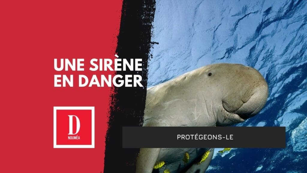 Dugong : l’espèce sacrée au bord de l’extinction