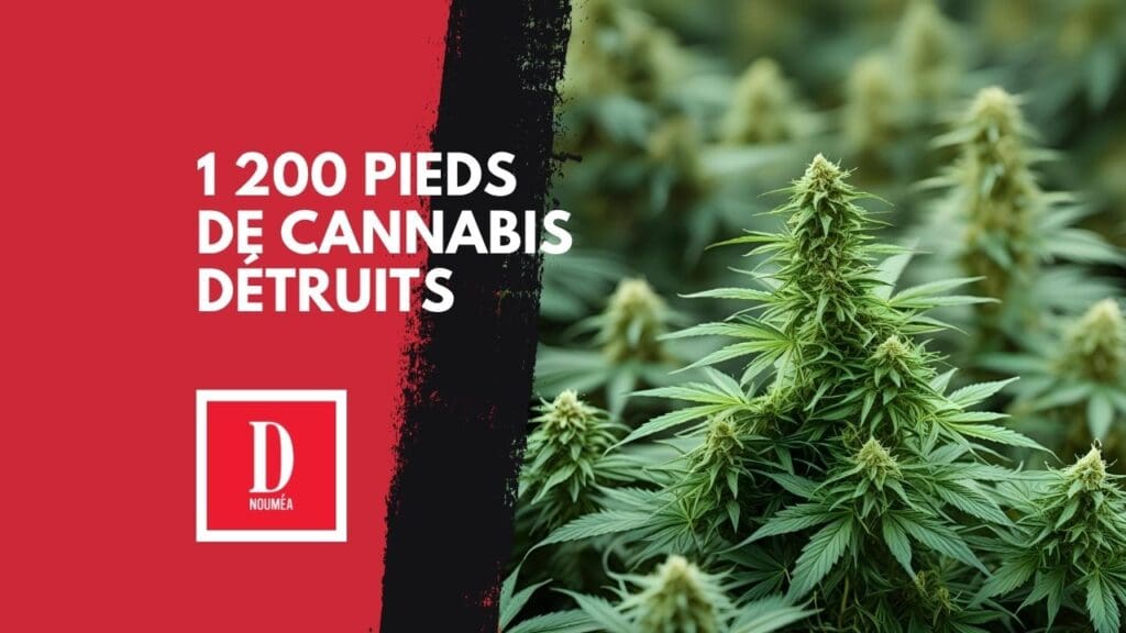 1 200 pieds de cannabis détruits