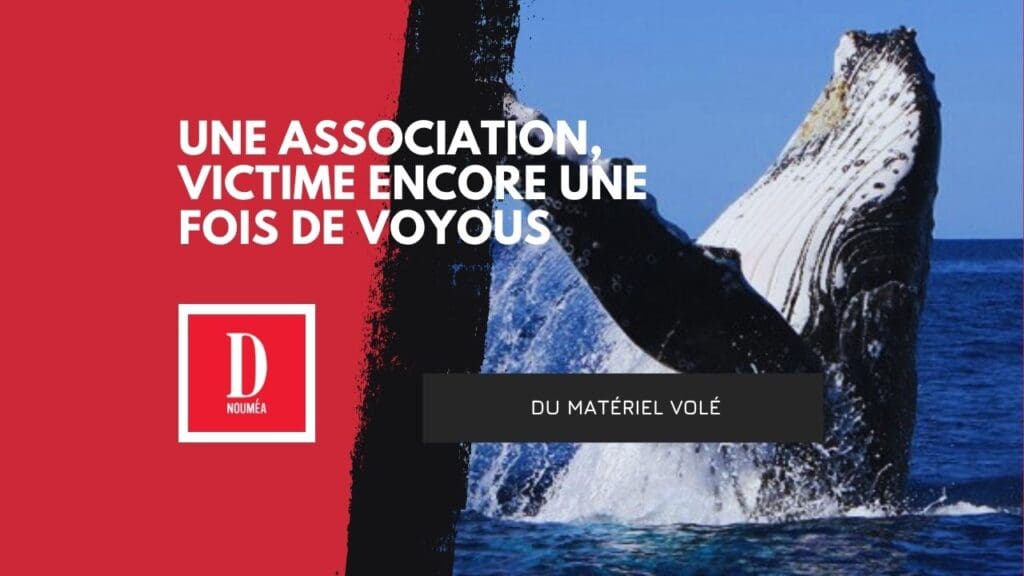 Vol à Prony : les baleines privées de surveillance