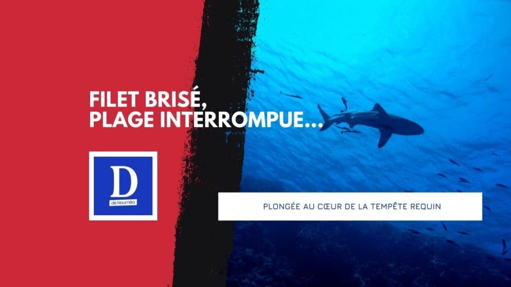Filet anti-requins : sécurité temporaire ou écocide programmé ?