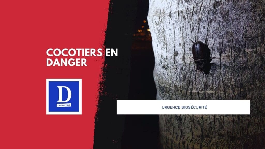 Scarabée rhinocéros à Lifou : le gouvernement lance l’alerte