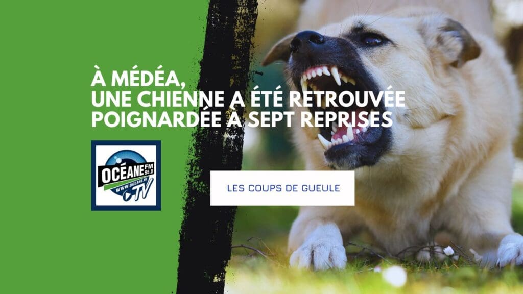 Médéa : une chienne poignardée, la Calédonie sous le choc