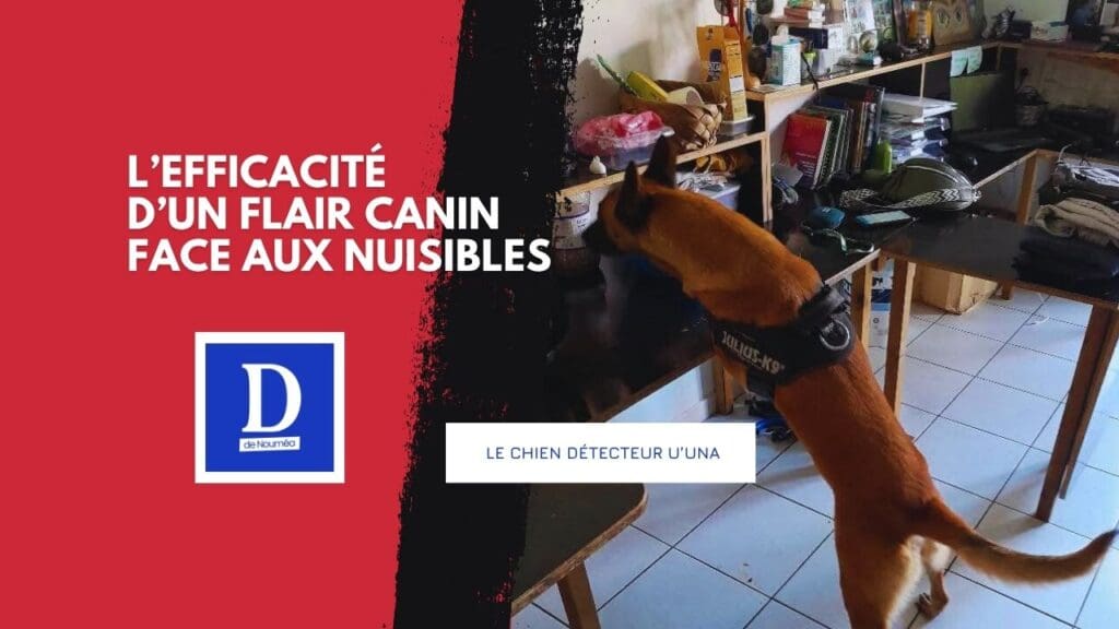 Alerte punaises de lit : quand U’UNA le chien renifleur débarque