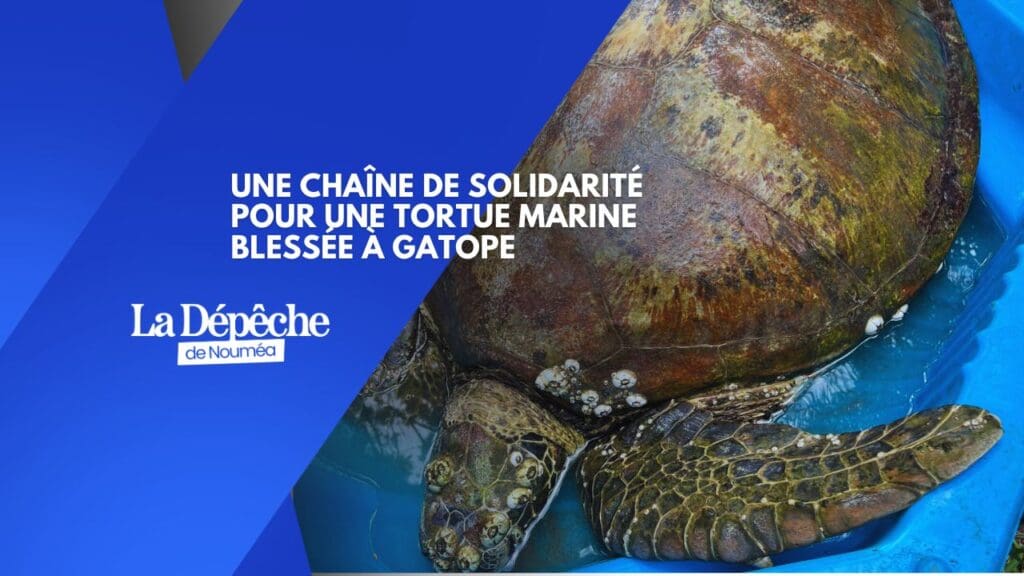 Une chaîne de solidarité pour une tortue marine blessée à Gatope