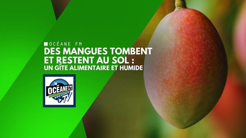 Mangues pourries, moustiques et rats : l’irresponsabilité qui rend malade