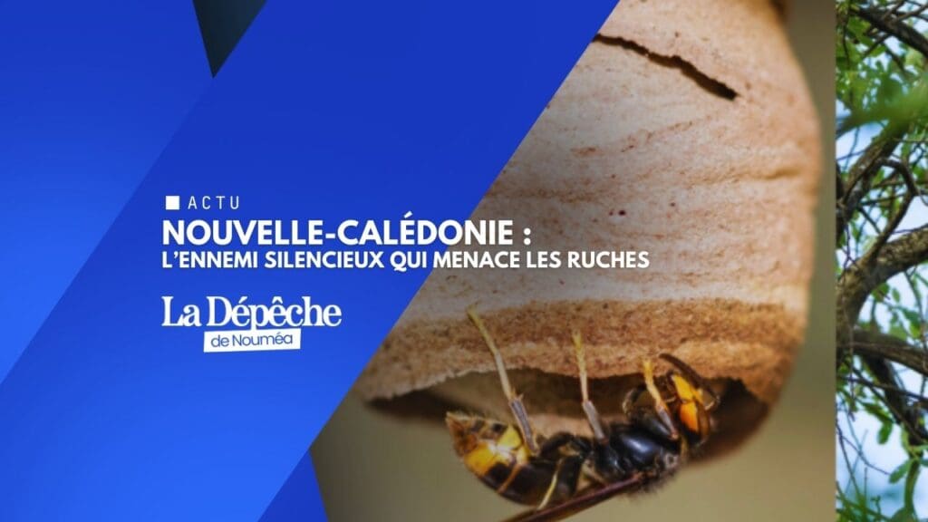 Ce prédateur qui pourrait ravager les abeilles calédoniennes